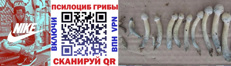 Купить  Жердевка  Псилоцибиновые грибы прущие грибы 